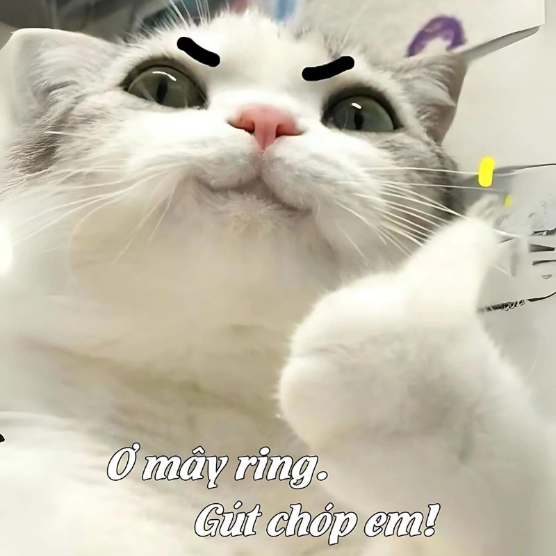 Ok mèo với khuôn mặt lạnh lùng nhưng vẫn đáng yêu