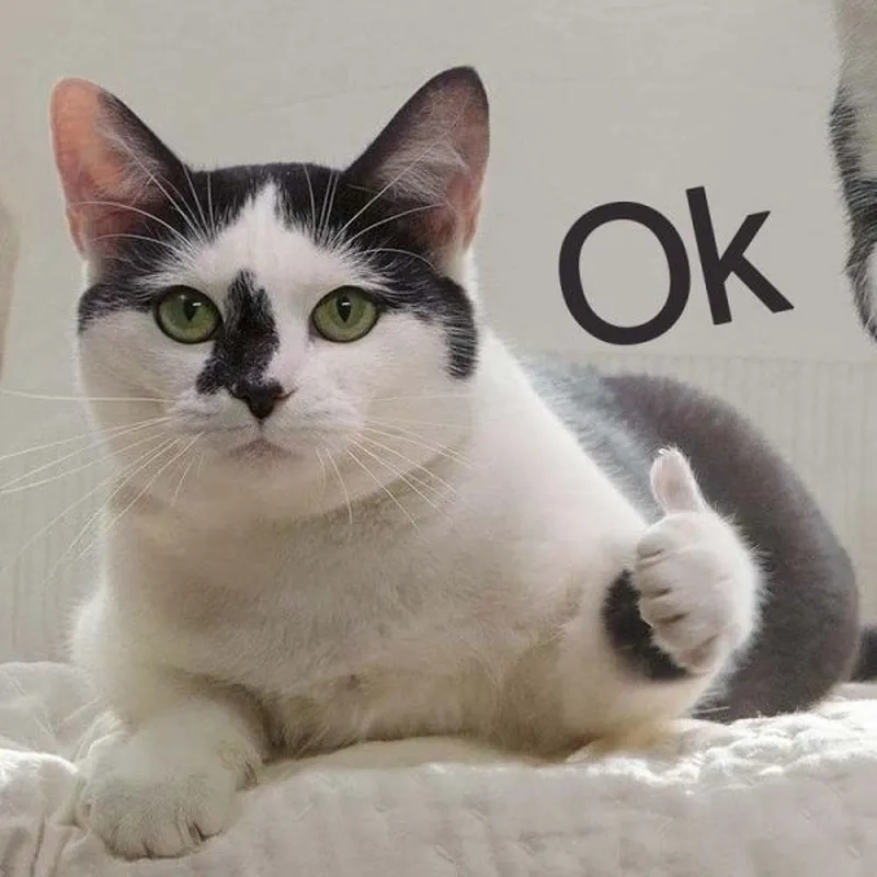 Um ok meme thể hiện sự bất lực nhưng vẫn chấp nhận