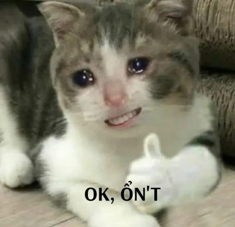 Meme mèo cute ok với đôi mắt long lanh siêu đáng yêu