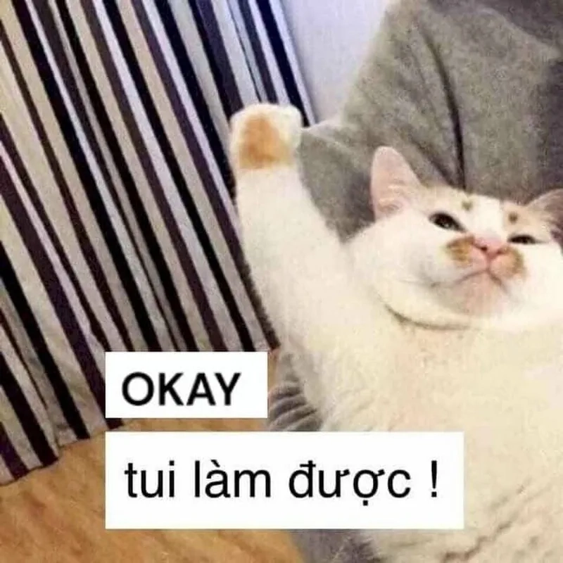Ok mèo meme cực chất với biểu cảm khó đỡ