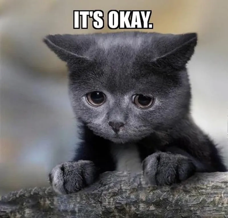 Ảnh meme mèo ok nhìn vừa đồng ý vừa buồn cười