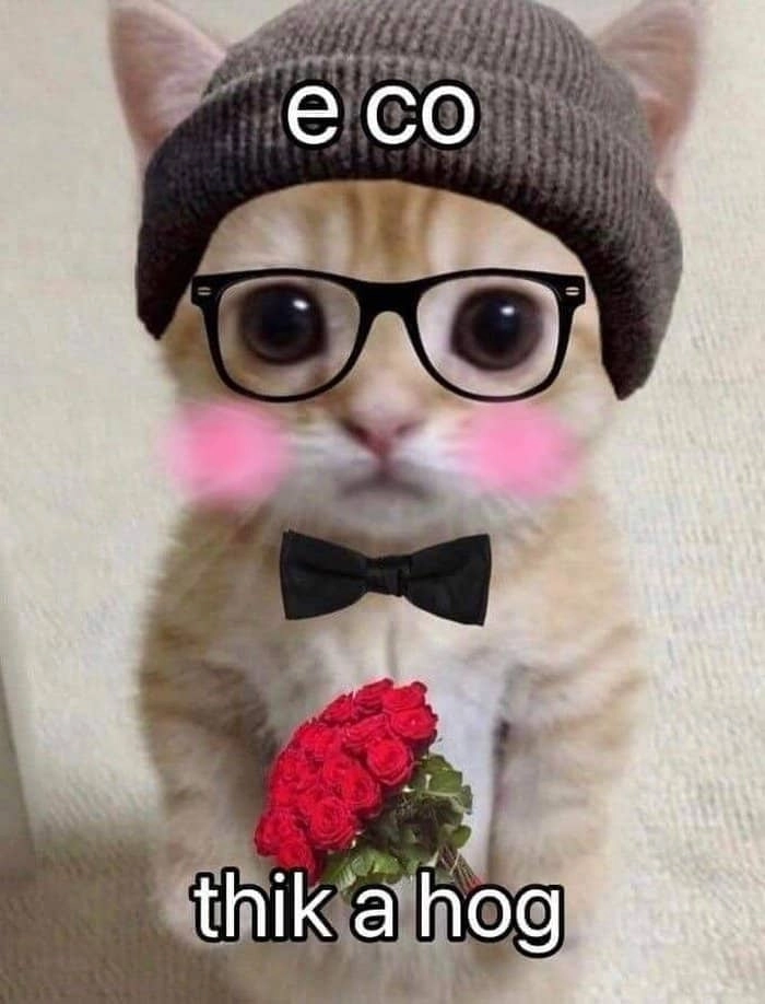 Mèo tặng hoa meme siêu dễ thương và hài hước