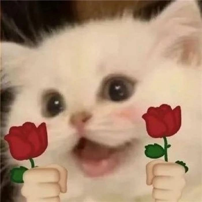 Meme mèo tặng bông với biểu cảm cực đáng yêu