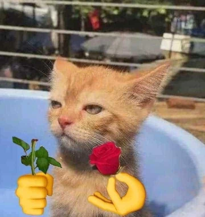 Con mèo tặng hoa mang thông điệp ngọt ngào nhất