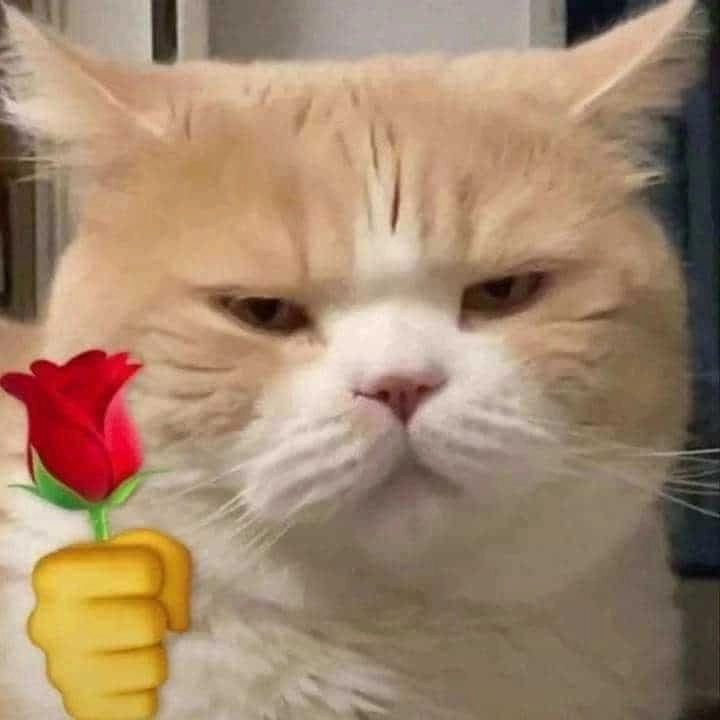 Meme con mèo tặng hoa khiến ai cũng tan chảy