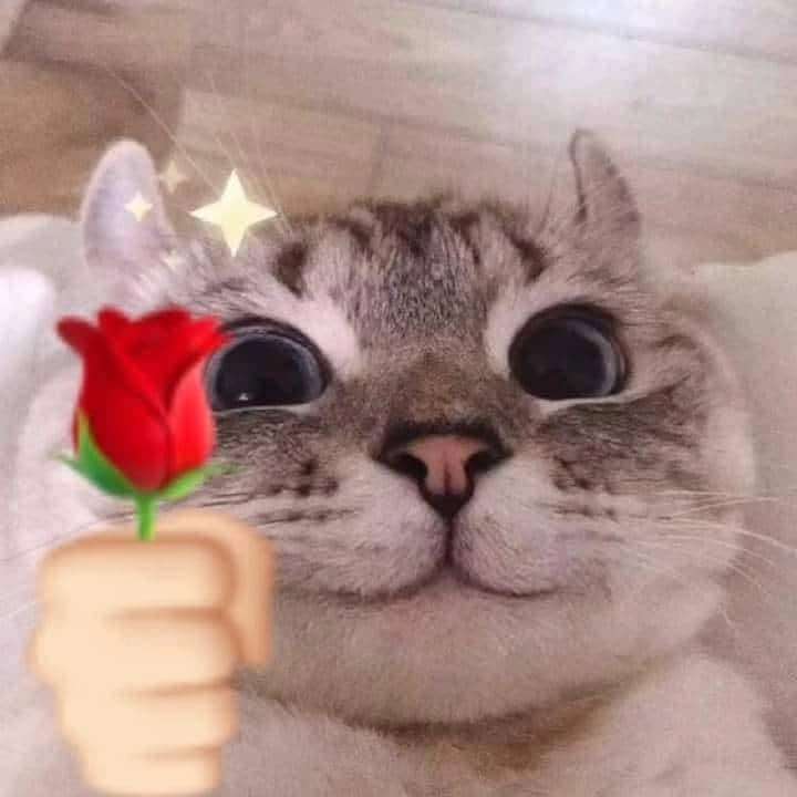 Cute meme mèo tặng hoa siêu đáng yêu và vui nhộn