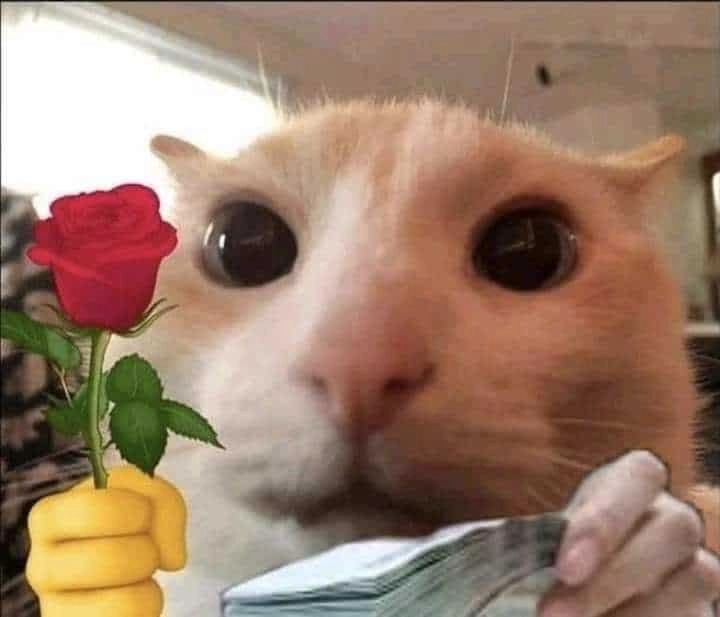 Ảnh meme mèo tặng hoa với nét mặt hài hước khó đỡ