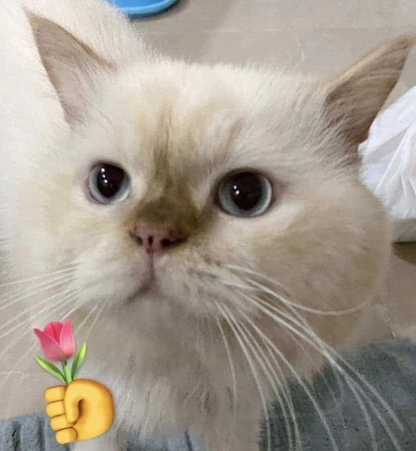 Meme mèo tặng hoa hồng đầy lãng mạn và dễ thương