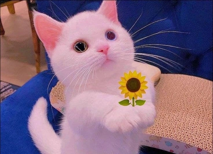 Ảnh meme con mèo tặng hoa với vẻ mặt cực bựa