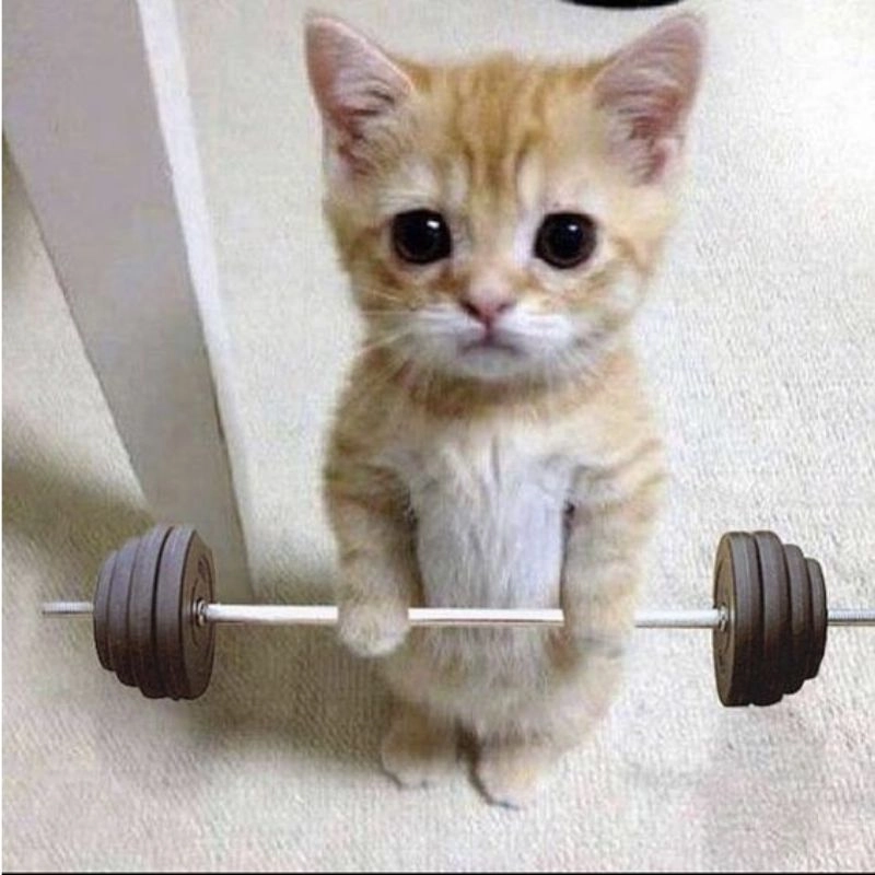 Mèo hài meme với những pha troll đỉnh cao