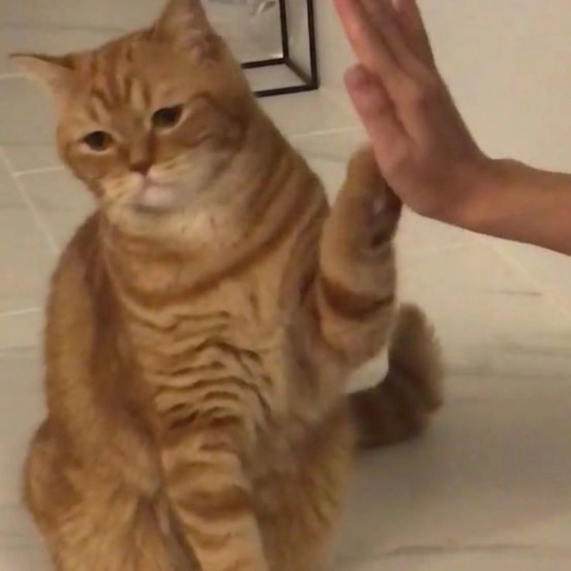 Meme hài mèo siêu bựa làm ai cũng cười té ghế