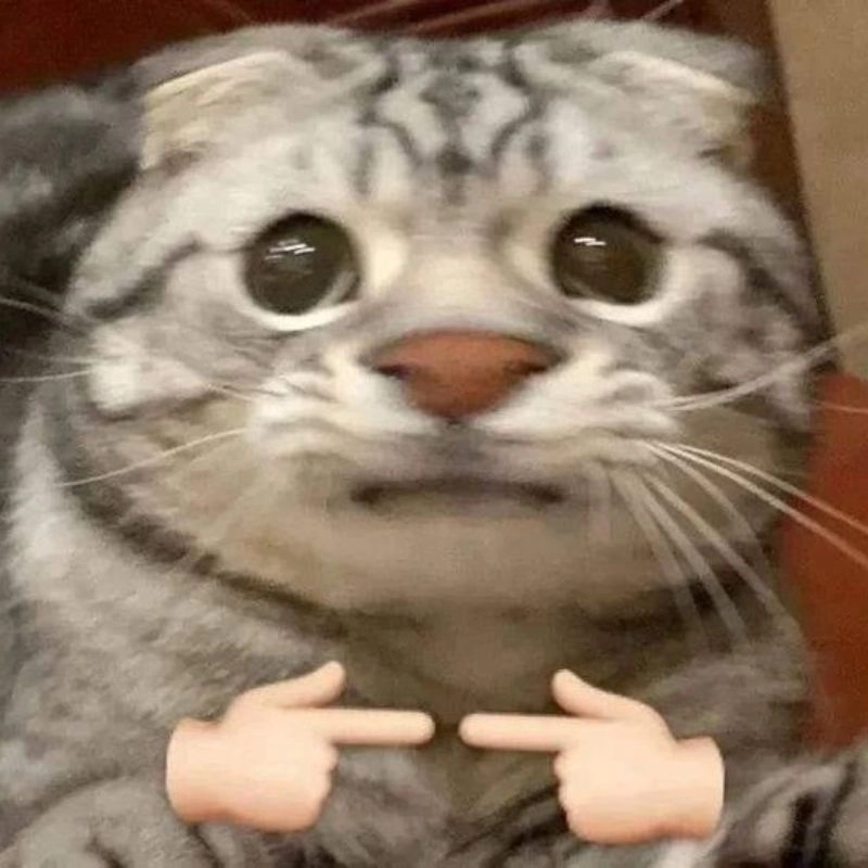 Ảnh mèo meme hài với độ đáng yêu khó cưỡng