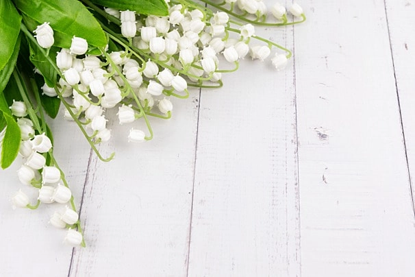 Hình nền hoa máy tính mang vẻ đẹp tinh tế cuốn hút