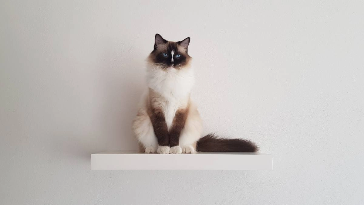 Hình nền máy tính mèo cute siêu đáng yêu
