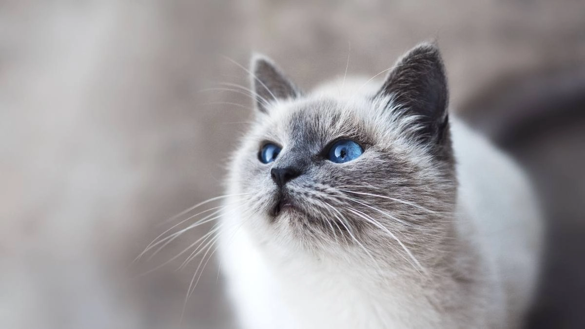 Hình nền máy tính con mèo cute làm tan chảy trái tim