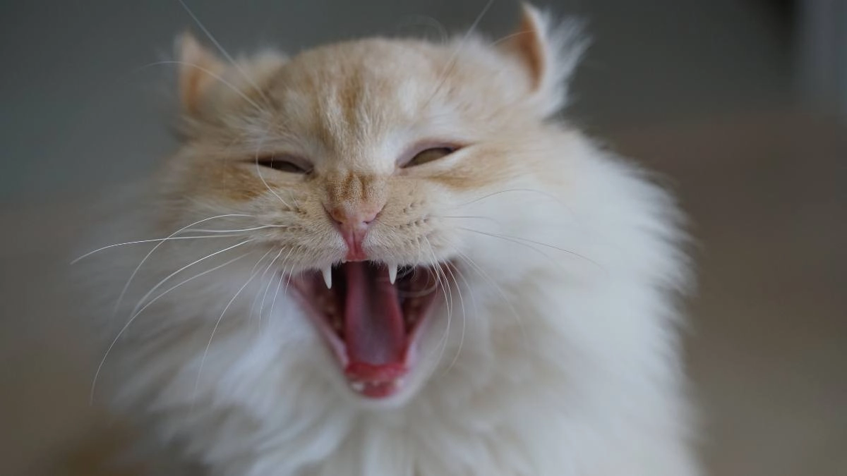 Hình nền mèo cute cho máy tính siêu ngộ nghĩnh
