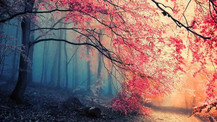 Background phong cảnh 4K với độ phân giải sắc nét
