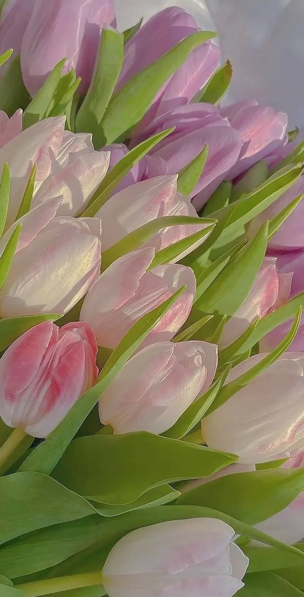 Ảnh hoa tulip đẹp làm hình nền với sắc màu tuyệt đẹp