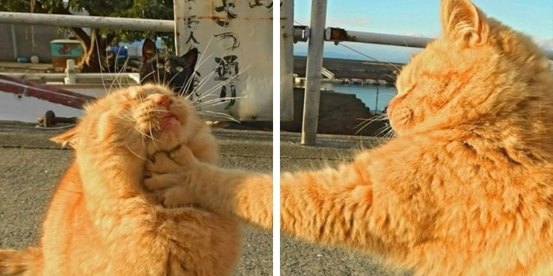 Avatar đôi tình yêu gửi gắm thông điệp lứa