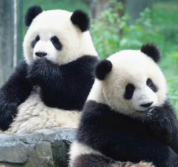 Avatar con gấu cute tạo dấu ấn riêng biệt
