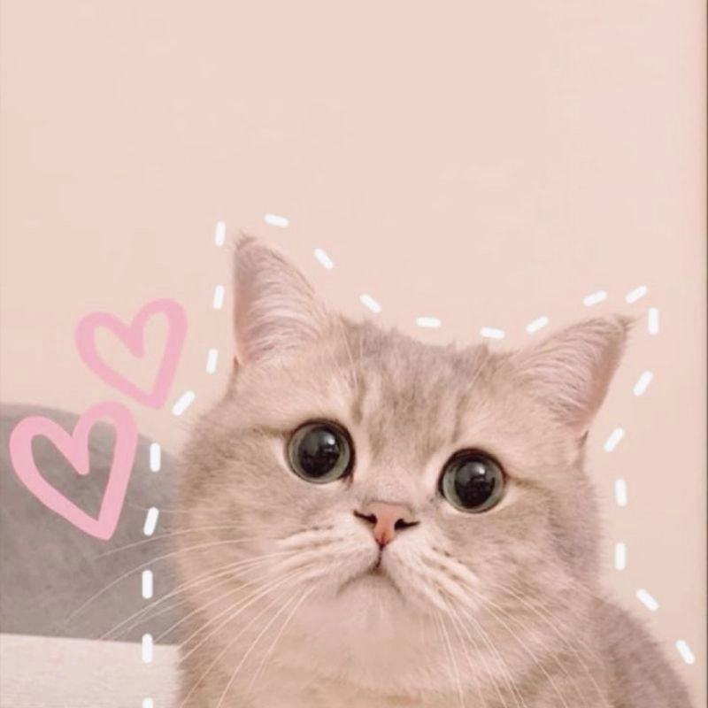 Avatar ảnh mèo cute cực kỳ cuốn hút