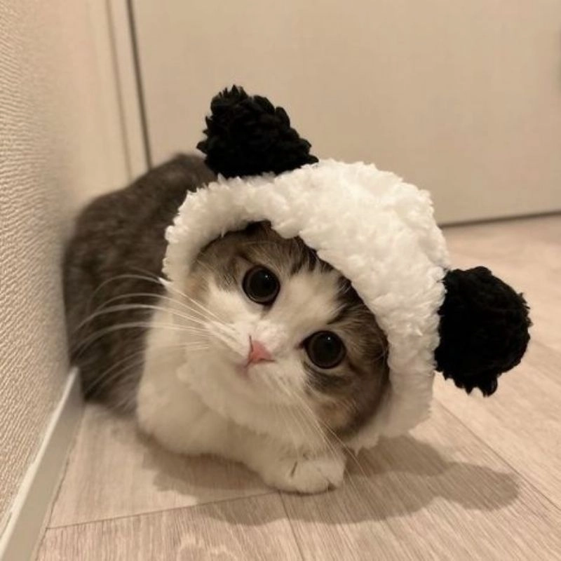 Avatar cute mèo mang nét duyên dáng