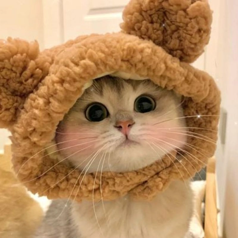 Avt cute mèo khiến lòng nhẹ nhàng hơn