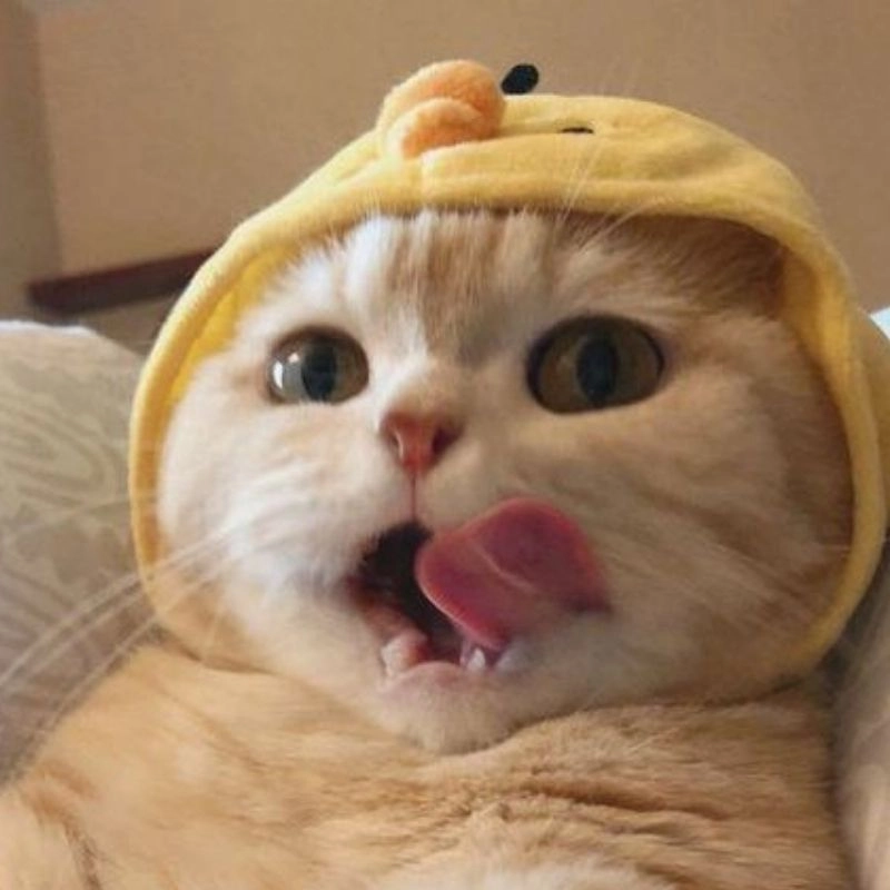 Avatar ngộ nghĩnh ảnh mèo cute nhất mạng