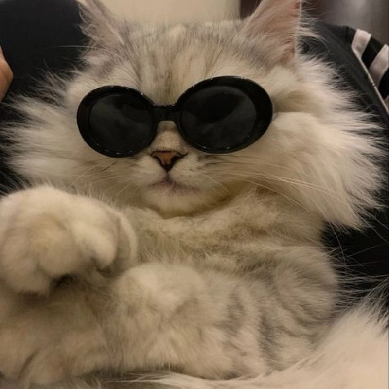Avatar con mèo cute đốn tim cư dân