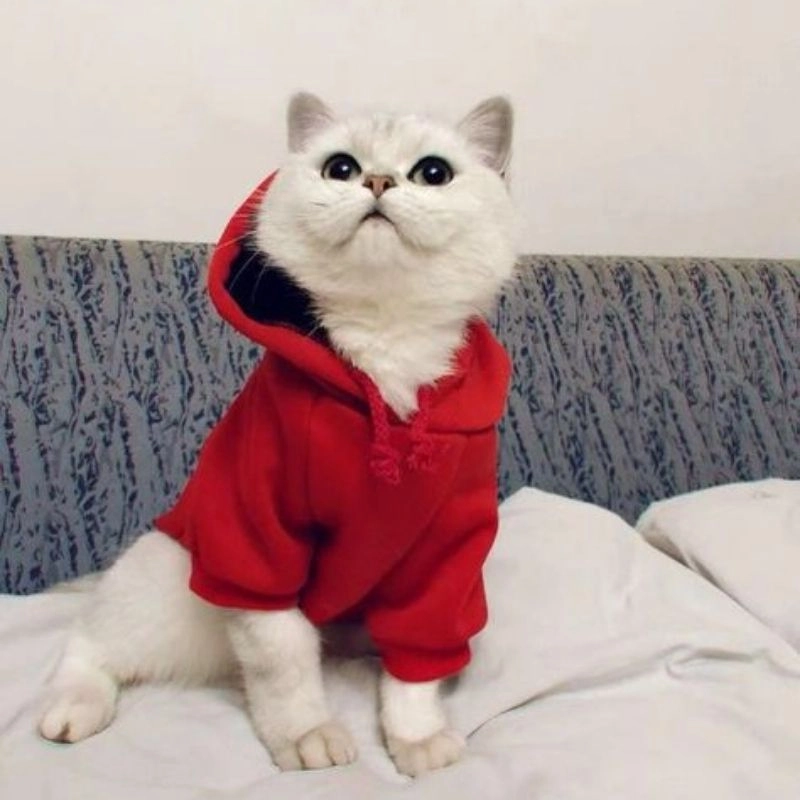 Hình avatar mèo cực kỳ đáng yêu luôn