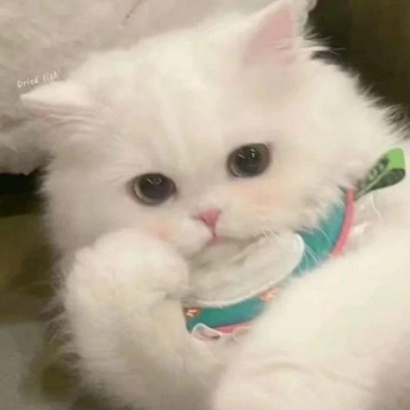 Avatar ảnh mèo với ánh mắt ngộ nghĩnh
