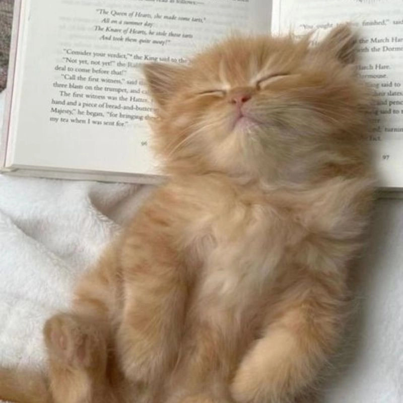 Hình avatar cute mèo nhỏ siêu đáng yêu