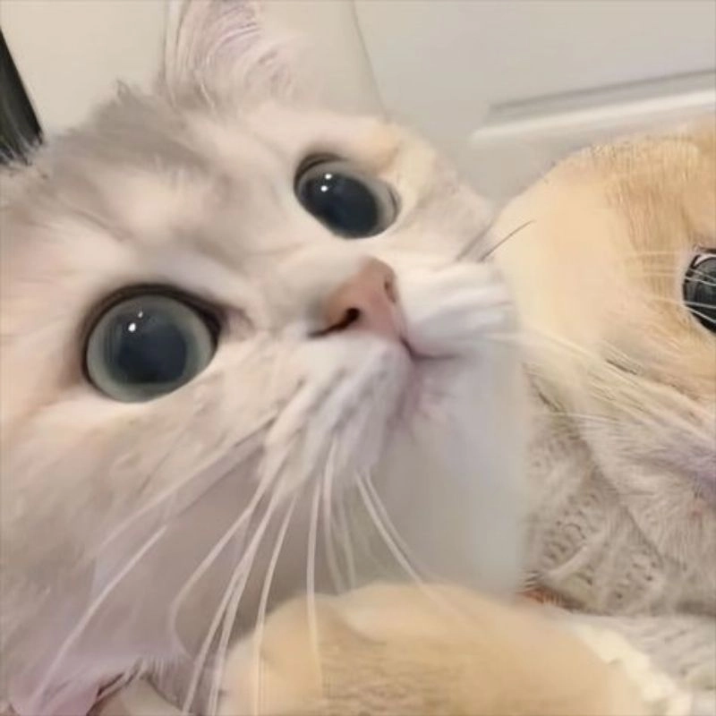 Mèo cute avatar siêu cấp dễ thương quá