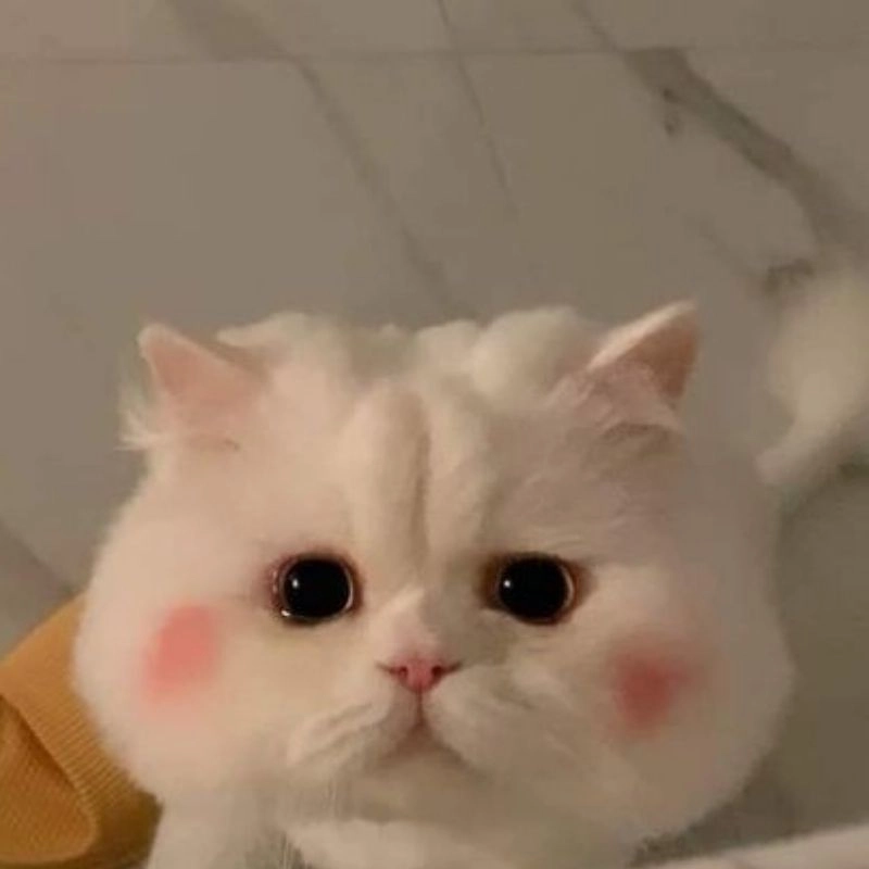Ảnh đại diện mèo cute khiến ai cũng thích