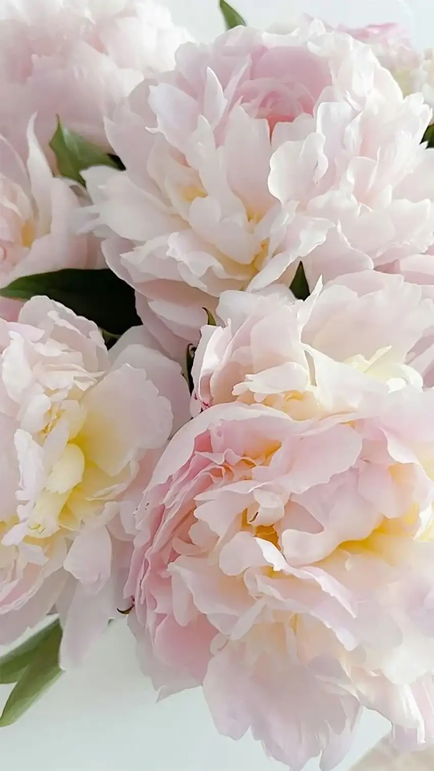 Hình nền hoa mẫu đơn cho điện thoại tinh tế