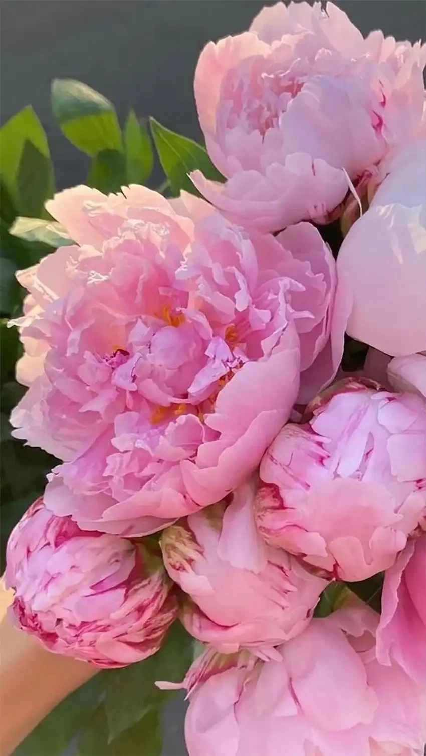 Ảnh nền hoa mẫu đơn đẹp hút mắt