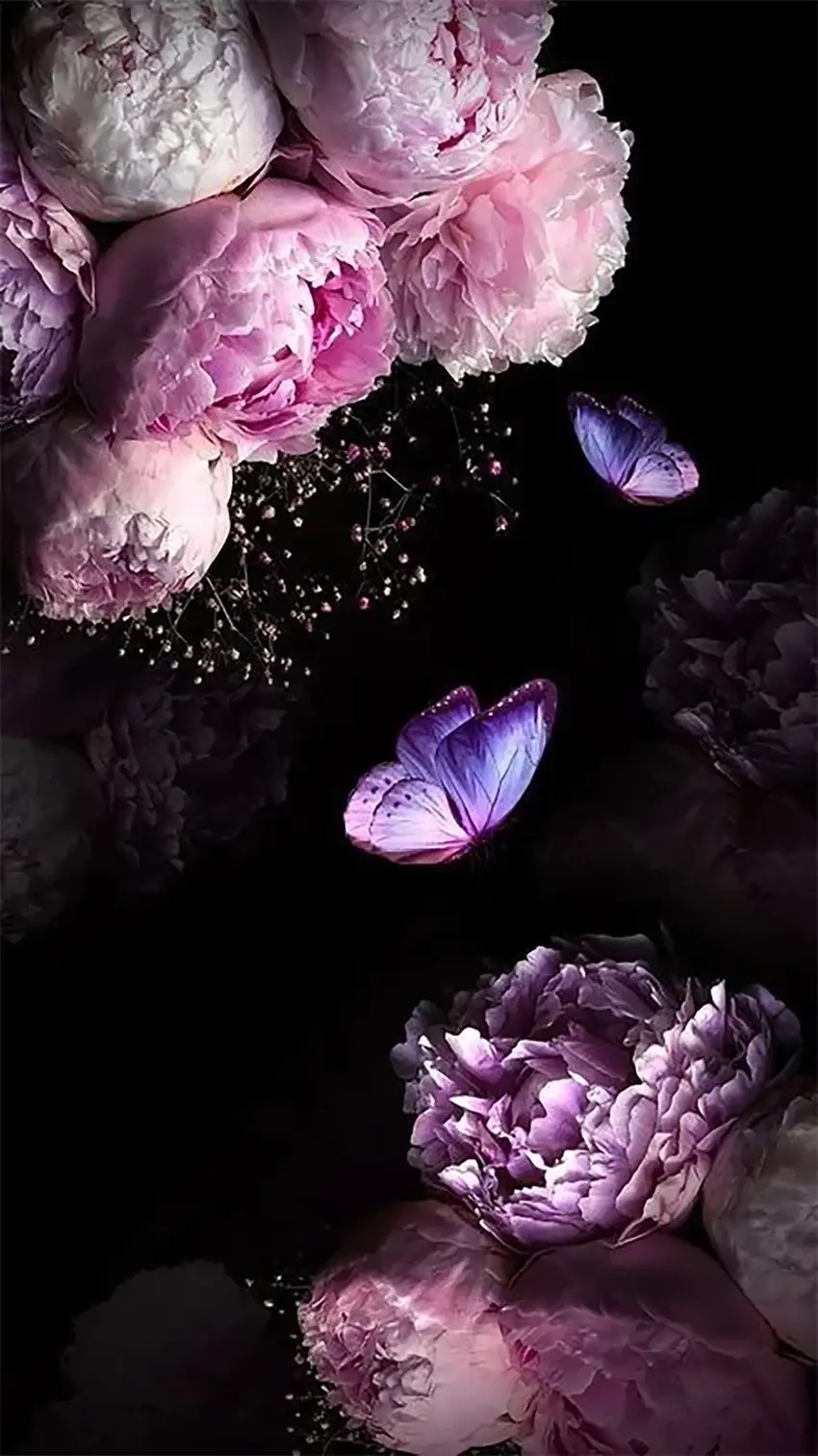 Hình nền ĐT hoa mẫu đơn mềm mại