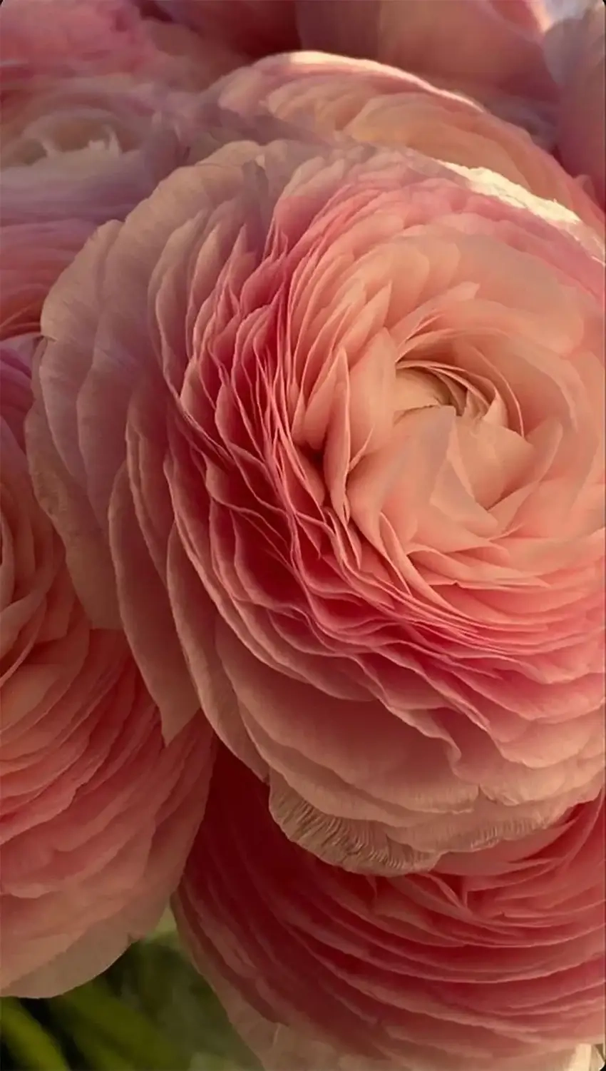 Hoa mẫu đơn hình nền điện thoại sang trọng