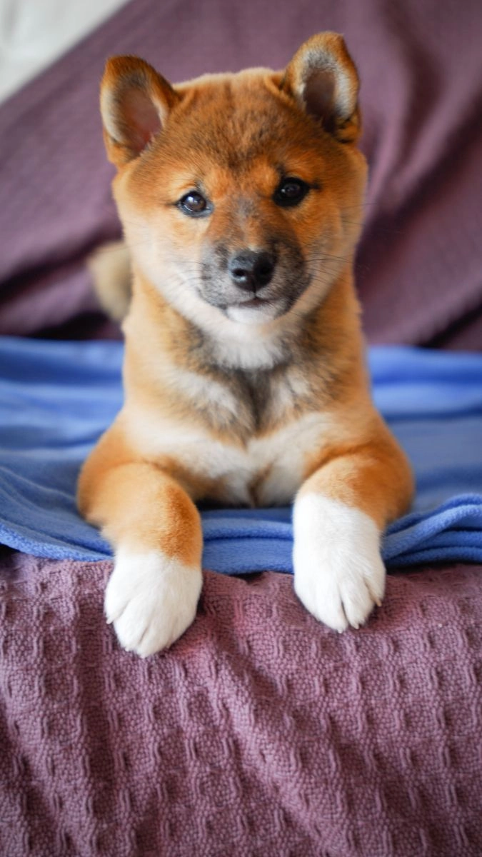 Hình nền điện thoại con chó cute ngọt ngào đáng yêu