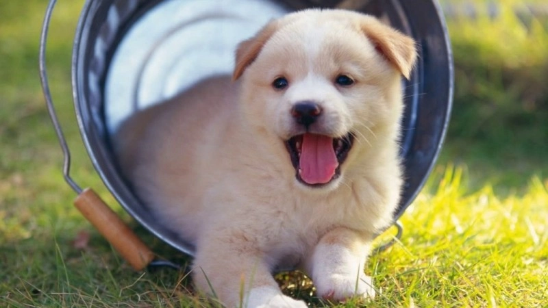 Hình nền chó đáng yêu cho máy tính