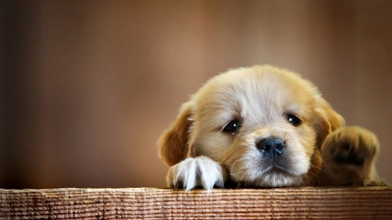 Hình nền chó cute cho màn hình máy tính