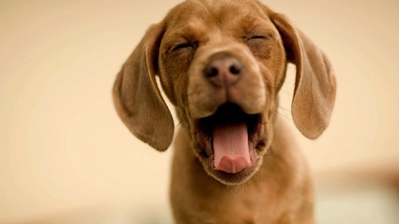 Hình nền máy tính con chó cute mang nét hồn nhiên