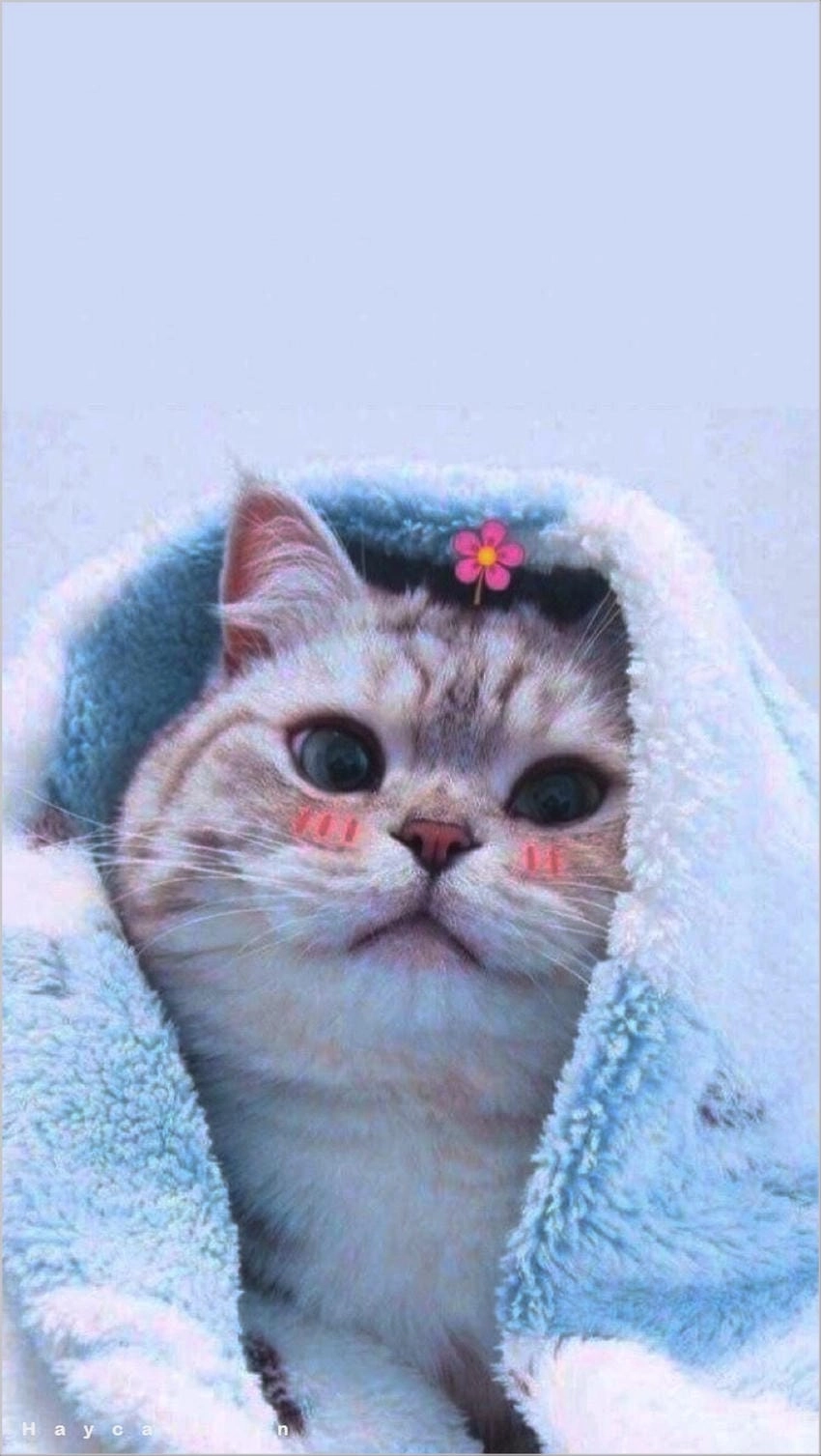 Tải hình nền điện thoại dễ thương miễn phí