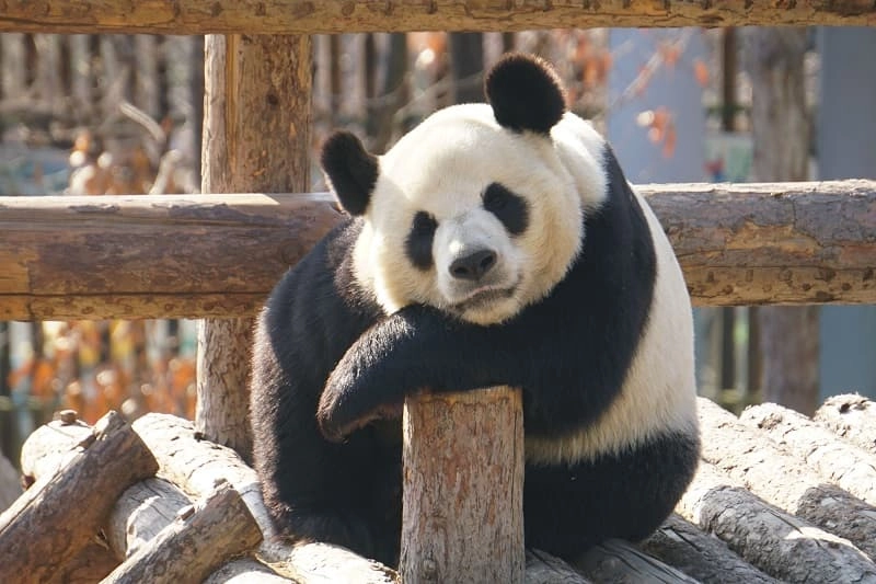 Hình nền gấu dễ thương thu hút ánh nhìn