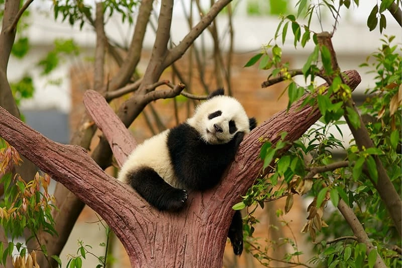 Ảnh nền gấu cute vui nhộn dễ thương