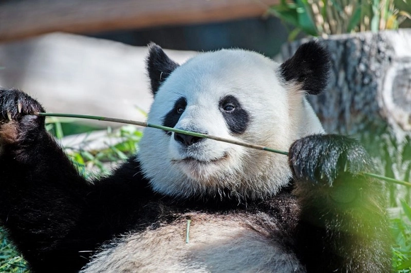 Hình nền gấu trúc cute dễ thương