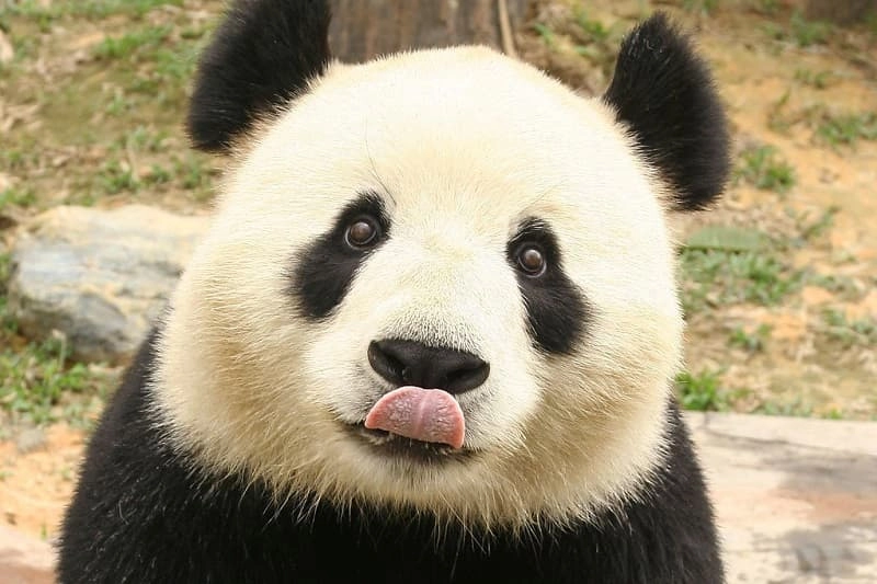 Hình nền gấu trúc panda đặc sắc