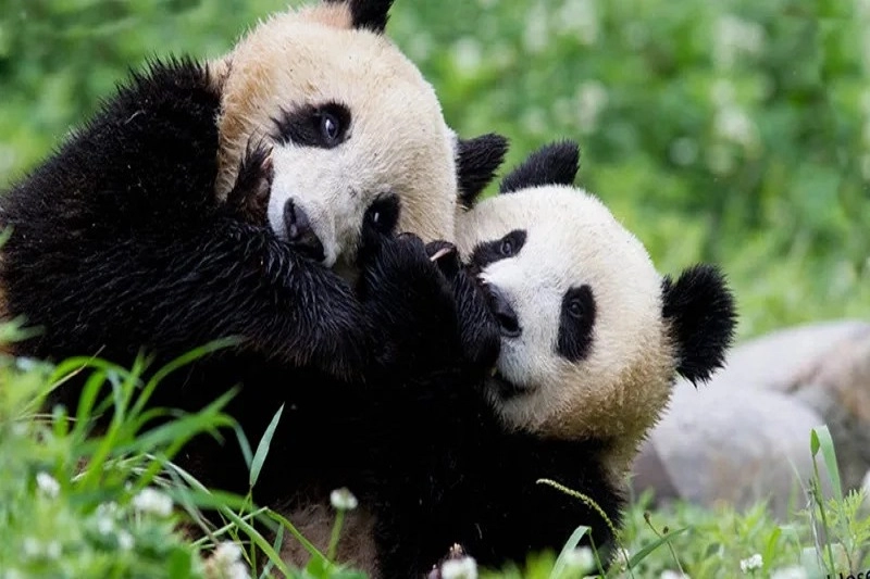 Hình nền con gấu trúc đáng yêu