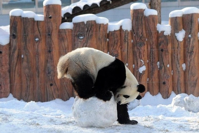 Hình nền cute gấu trúc vui nhộn