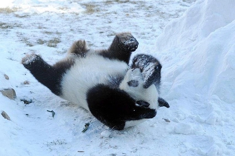 Hình nền gấu panda dễ thương ngây thơ